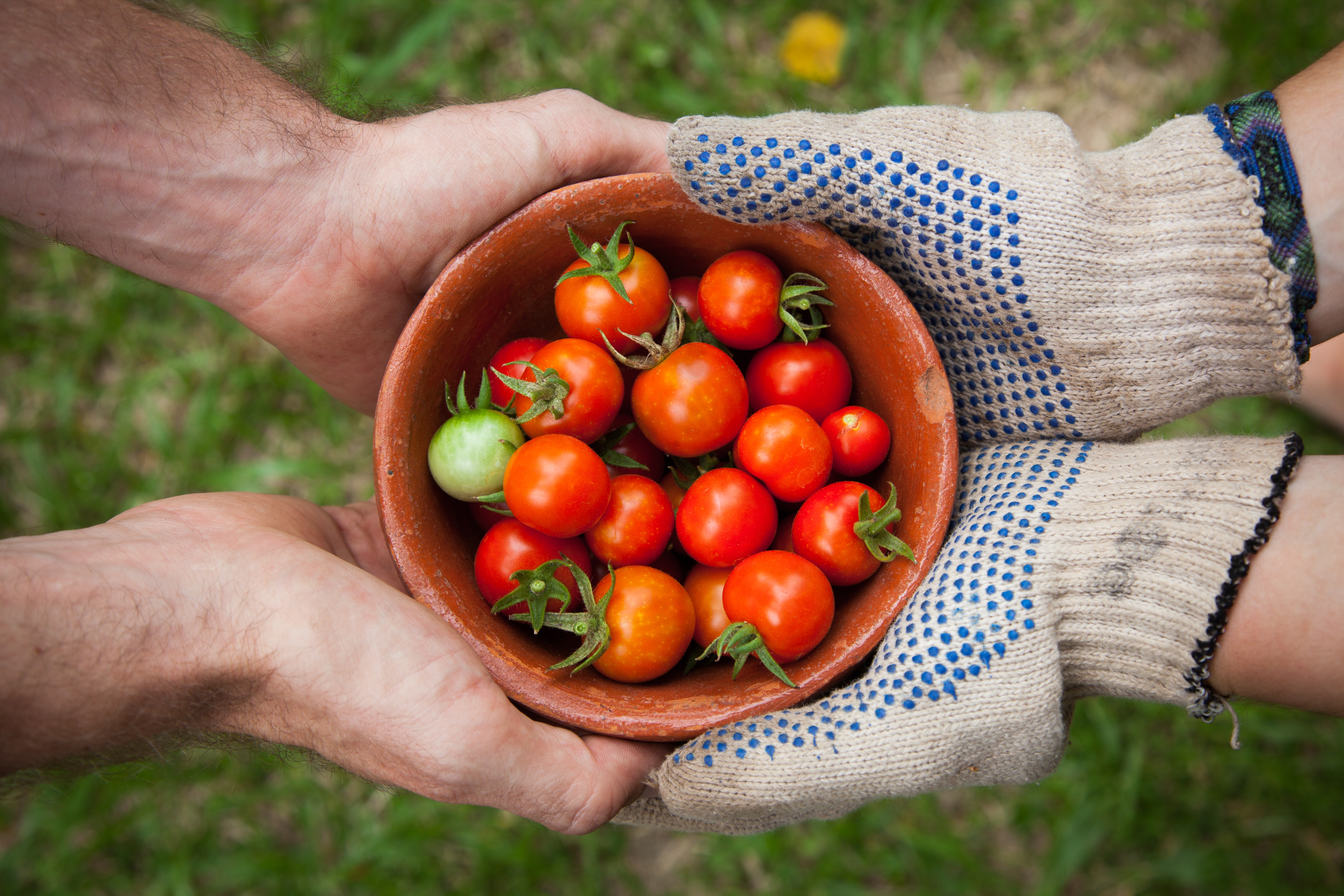 hands sharing a bowl of cherry tomatoes